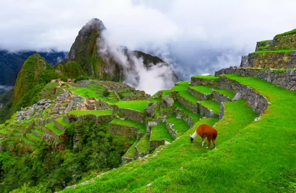 Une alpaga paît sur les terrasses agricoles de Machu Picchu