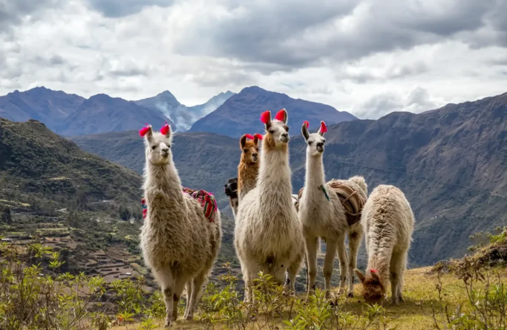 Lares Trek (4 Days)