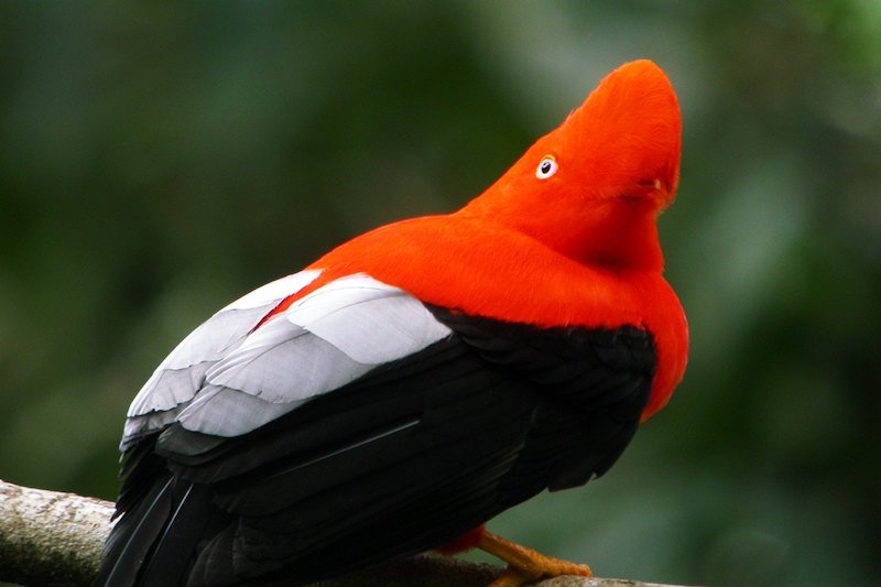Peru Jungle Trips