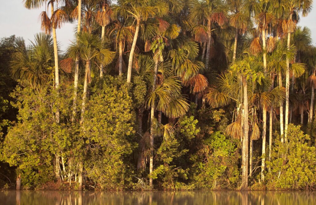 The Lake Sandoval during the early morning