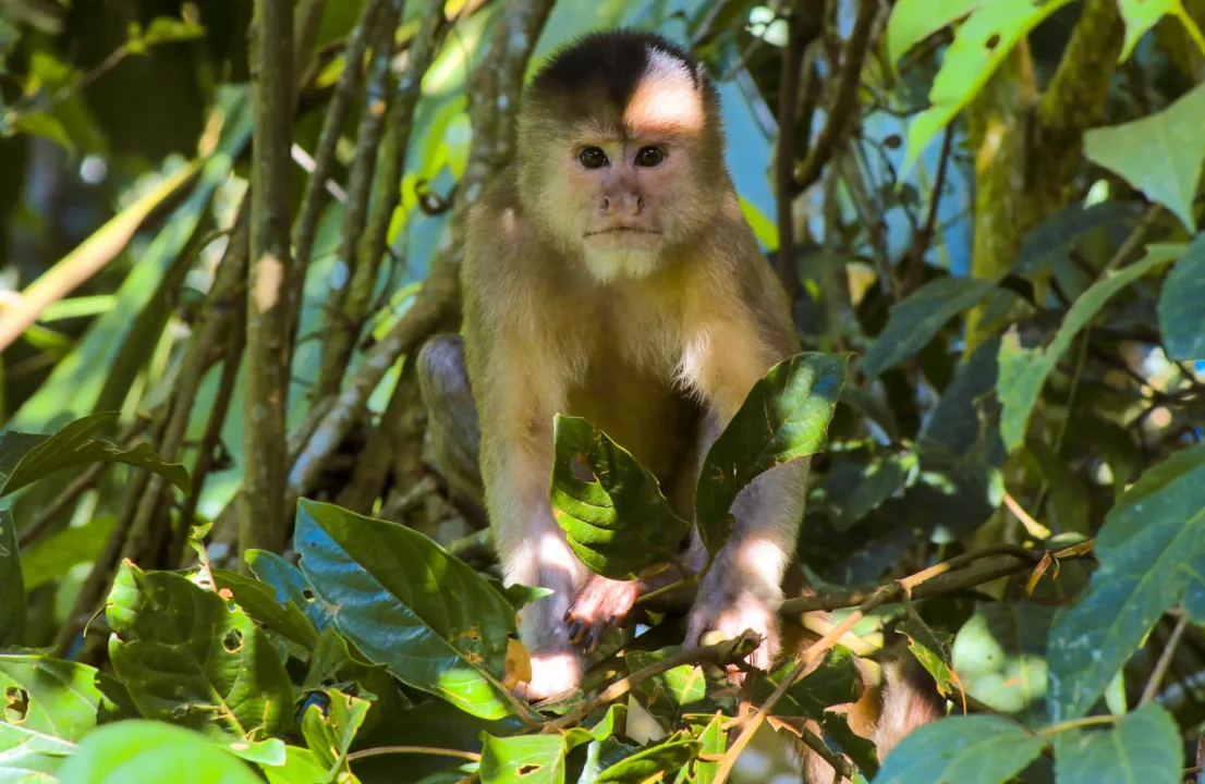 The 'machin' monkey is one of the many primates one can encounter in Manu National Park.