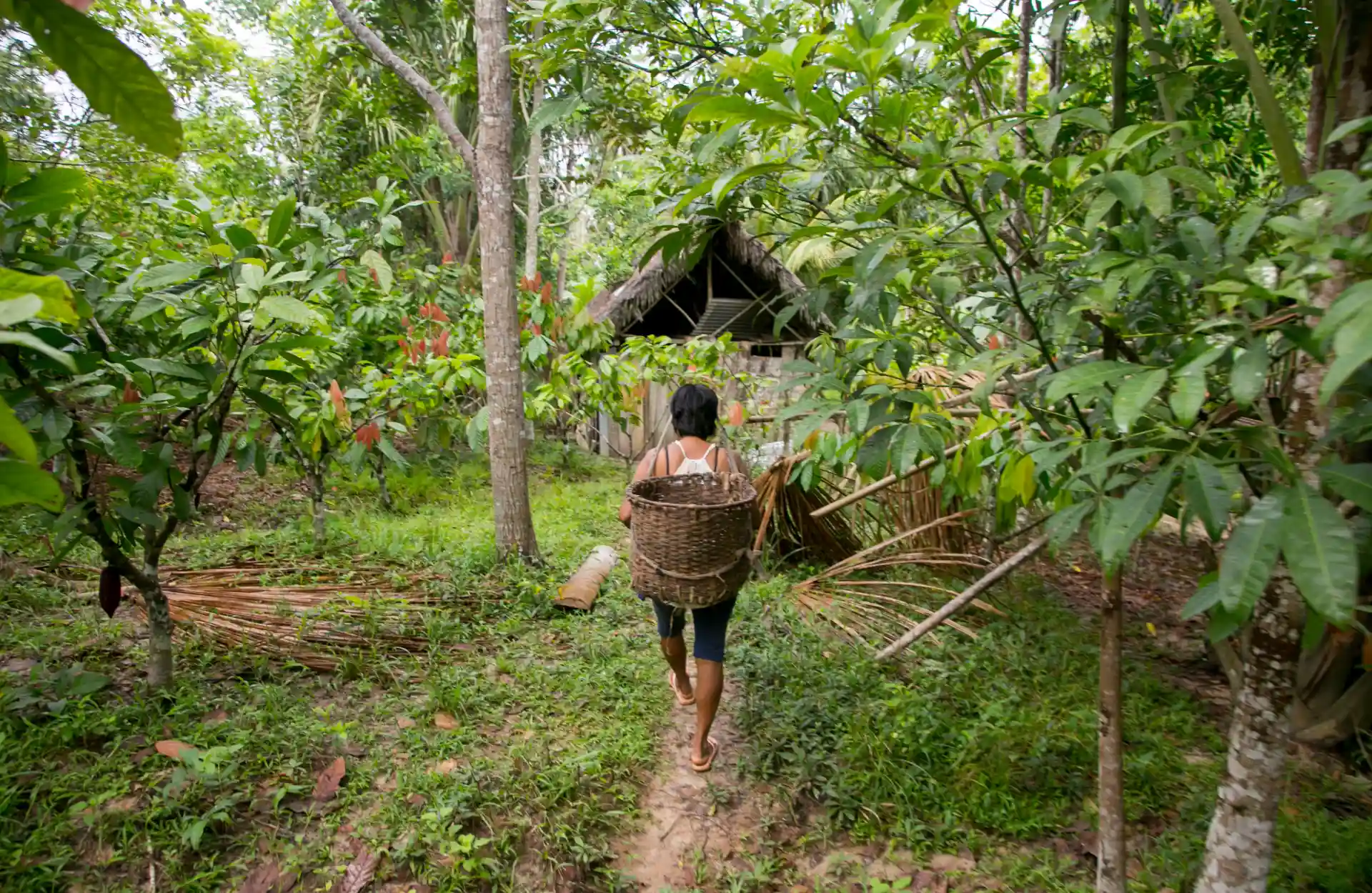 Un habitant de l’Amazonie marche avec un panier sur le dos entouré de plantations de coca.