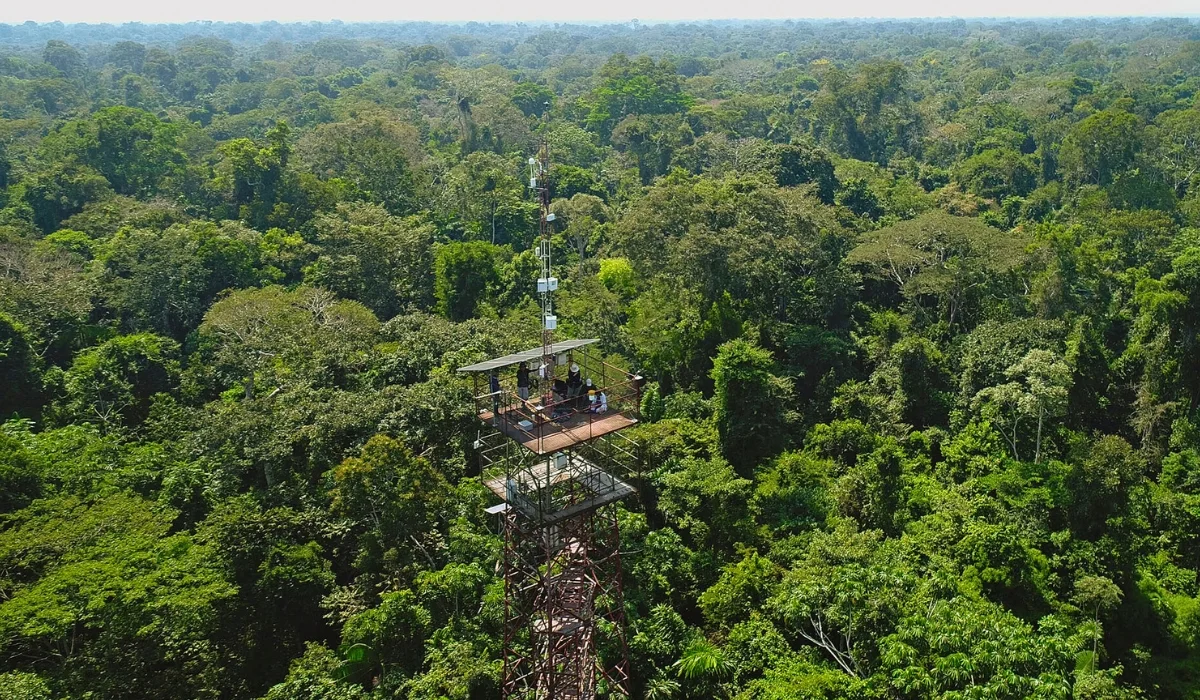 Tambopata Birdwatching Tower