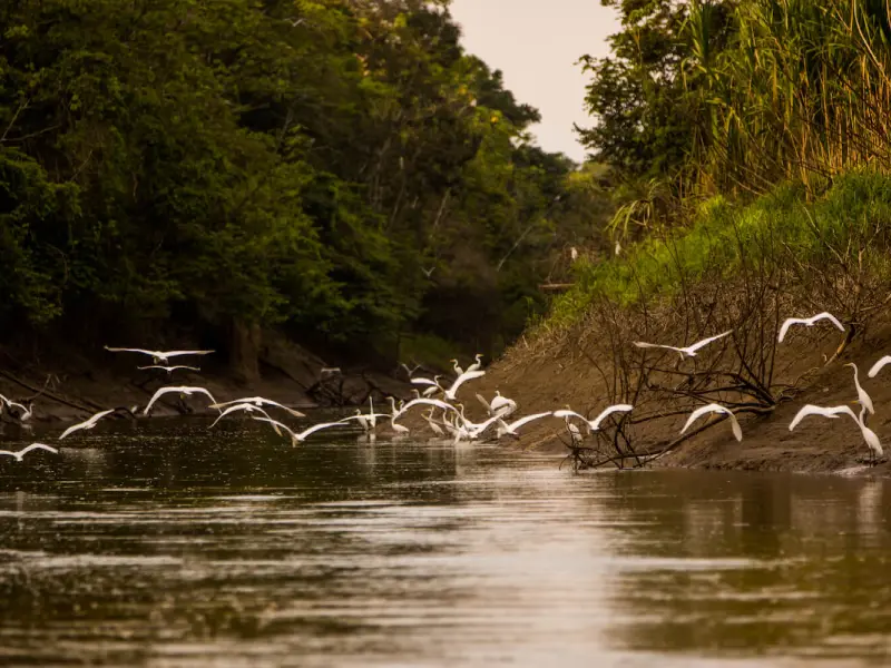 aves-pacaya-samiria