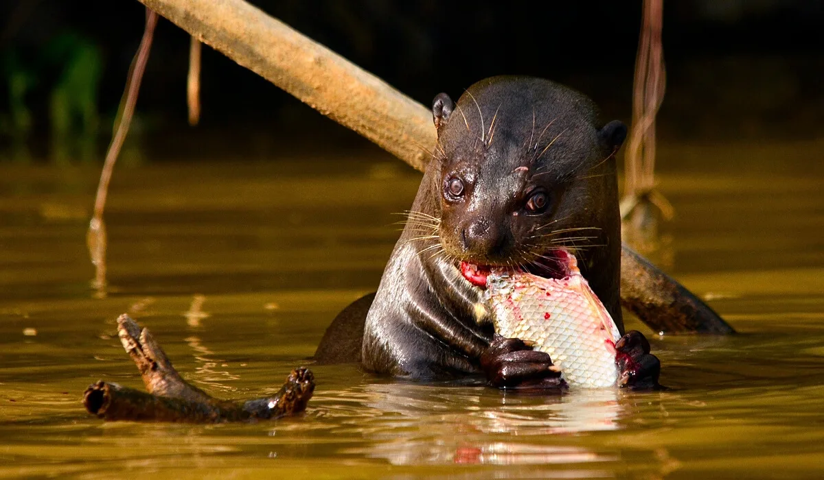 Giant otter in the Amazon jungle of Tambopata