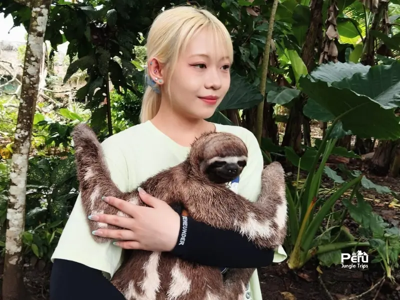 Special moment with a sloth in the jungle of Iquitos Peru