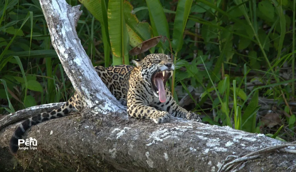 Expédition à Manu Zone réservée 7 jours – forêt amazonienne
